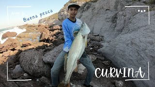 Mi hijo Saco Su primer Curvina De 10 kilos