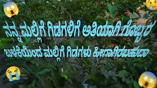 ಮಲ್ಲಿಗೆ ಗಿಡಗಳಿಗೆ ಅತಿಯಾದ ಗೊಬ್ಬರ ಬಳಕೆಯಿಂದ ಗಿಡಗಳು ಹೀಗಾಗಬಹುದೇ ?