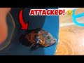 All Fishes are Attacking!!💔|Giant Tiger Oscar|Nikhil Patle #petsvlog #oscarfish #vlogs #ripbob