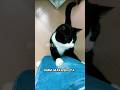 🐱 YANG KELAPARAN #shortvideo #kucing #hewan #kucinglucu #short #shorts