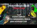 SUARA PIKAT SEMUA JENIS BURUNG KECIL KICAU DURASI 3 JAM || Kicau Mania Channel