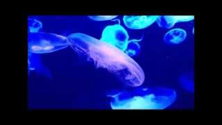 【神秘的・光るクラゲ】Amazing Glowing JellyFish