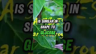 One reason Gymnema Sylvestre is known as \