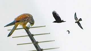 無修正1020【猛禽類VSカラス チョウゲンボウの捕食】食べられるカマキリ。アオサギ。カルガモ交尾、コサギの首伸ばし飛翔。アカミミガメの脱皮 #身近な生き物語　#チョウゲンボウ　#アオサギ