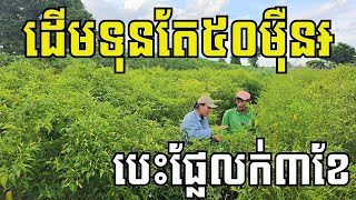 ម្ទេសអាចម៌សត្វដាំត្រូវរដូវ ផ្លែអាក្រក់ណាស់ ១ថ្ងៃបេះ៣០-៥០គីឡូ បើចំពេលថ្លៃខ្លាំង បេះលក់ម្ដង រួចដើមបាត់