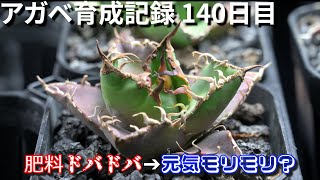 140日目 アガベチタノタ育成報告 アガベ　光量と潅水のバランスが見えたかもしれない話【#植物検証】