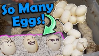 Our Bullsnakes laid HUGE Clutches of Eggs!!
