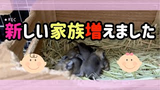 【デグー】赤ちゃん生まれました!!