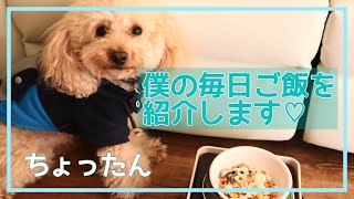 【管理栄養士】愛犬の毎日ご飯の作り方をご紹介【犬ご飯】