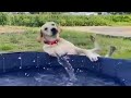 Funny Dogs And Cats Videos 2024 😅 - Best Funniest Animal Videos Of The week - P2