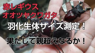 赤❓レギウスオオツヤクワガタ♂羽化生体サイズ測定～果たして親超えなるか！