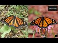 113 Monarch butterfly conservation simple steps to make a difference