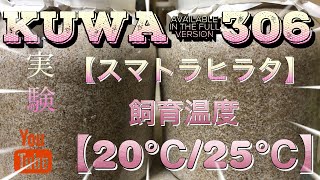 飼育温度２０℃と２５℃成虫にどれだけ差が出たか!!身を呈して実験してみた結果がこれ!!クワガタ\u0026カブトムシ【スマトラオオヒラタ】成虫掘り出し