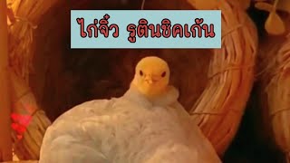 ไก่รูติน ไก่ตัวเล็กที่สุดในโลก