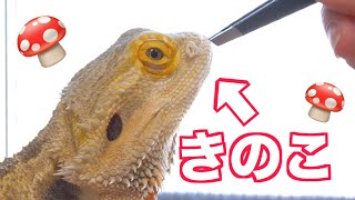 【脱皮】トカゲの鼻から生えてくるキノコを収穫！bearded dragon shedding of nostrils