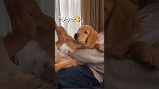 タッチの練習をしている生後3ヶ月のゴールデン #ゴールデンレトリバー #ゴールデンレトリーバー子犬 #goldenretriever #puppy #子犬 #大型犬 #shorts #short