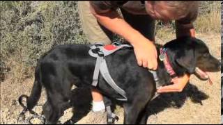 Ruffwear: Omnijore Joring System For Dogs - Pulling Harness - Product Overview | AvidMax