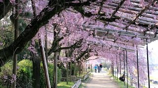 半木の道の桜