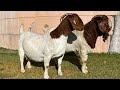 Top Boer Goats Pieter Smith - South African