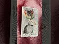 leo daily reading leotoday tarotwithmaggie