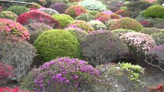 堂山つつじ公園　第一会場