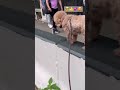 dog special skill 泰迪貴賓狗展示特殊技能 shorts cute funnydogs