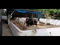 viral mini cow🐄 video కపిల గోవు cute kapila cow video beautiful village cow video youtube trending