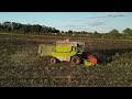 4kᵁᴴᴰ august 2024 claas dominator 96 harvesting organic beans near yoxford suffolk