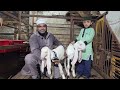 saste main gulabi hyderabadi bache aur bade hyderabadi breeders at mashallah arsh goat farm gujarat.