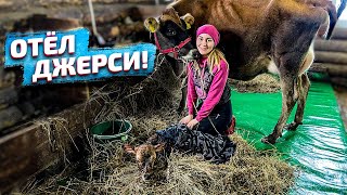 Проглядели отёл! Первая дойка Джерсейской нетели из Дании | Молодая Ферма