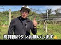 ぶどうの剪定〜切り戻しと切り上げで樹勢調整〜2023 10 25