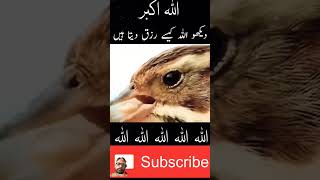 اللّٰہ نے عقل دی ہے جو سب ممکن ہے Bird