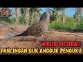 SUARA PIKAT TERKUKUR GUK ANGGUK MENGUKU AKTIF COCOK UNTUK PANCINGAN DI LOKASI