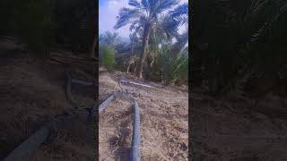 #parachinar #pashto #viralvideo #viralshorts #due