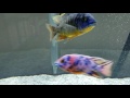 CiCHLIDS FLASHING AND TWITCHING ! !