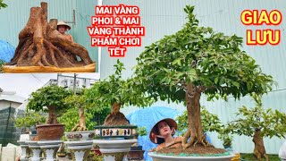 (MỸ CHÂU zalo#0944383255)#Mai vàng phoi Bonsai & mai chơi Tết GL 25/11/2024 ĐC:Q.Bình Thủy, TPCT