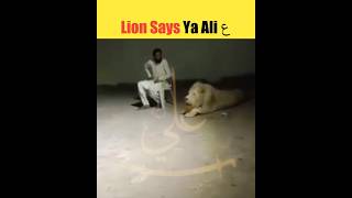 Lion Says Ya Ali ع | #shorts #yaali #hazratali #viral #trending #shortvideo #islam