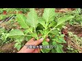 野苋菜又叫“反枝苋”，夏季常见植物，你吃过吗？