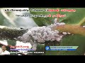 மரவள்ளி சாகுபடியில் மாவுப் பூச்சியைக் கட்டுப்படுத்தல்🌱tapioca mealybug in tamil🌱brittoraj