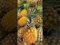 pineapple 🍍 yummy || grandmother sweet #asmr #pineapple #viral #trending