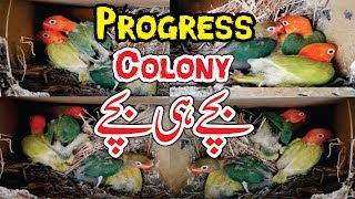 Lovebirds Breeding | Birds Colony Progress | Love Birds Winter Care Video Urdu/Hindi