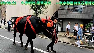 【牛嶋神社 鳳輦巡行】2023/9/16(土)　東京都墨田区向島　ほうれんじゅんこう　　#本所吾妻橋駅　#浅草駅　#スカイツリー