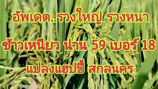 อัพเดต  รวงใหญ่ รวงหนา....ข้าวเหนียวนาปี น่าน 59 เบอร์ 18....แปลงแฮปปี้ สกลนคร  0899428684