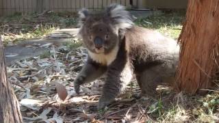 走ってる！こっちに来た！木に登ってる！めっちゃ近いアーク父ちゃん　　　天王寺動物園のコアラ