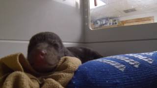 Up Close and Personal with an Infant Bear Cub