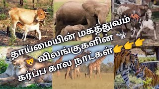 விலங்குகளின் கர்ப்ப கால நாட்கள் அறிந்து கொள்ளலாம்