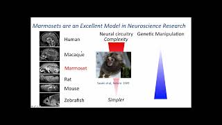 fMRI Course 2016: Anatomical and Functional Neuroimaging in Animal Models by Afonso Silva