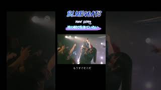 BLUEGOATSライブ新曲『君の唄で生きていたい』#BLUEGOATS#ライブ #アイドル#アオヤギチャンネル