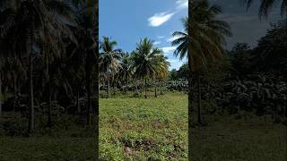 beautiful nature #shorts #shortvideo #nature #relaxing #buhayprobinsya #farm #peaceful