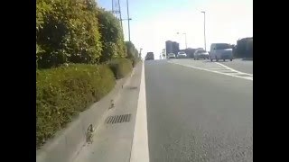 【自転車車載】ドラッグストアセイムス八潮中央店〜足立区島根(2016/04/15)